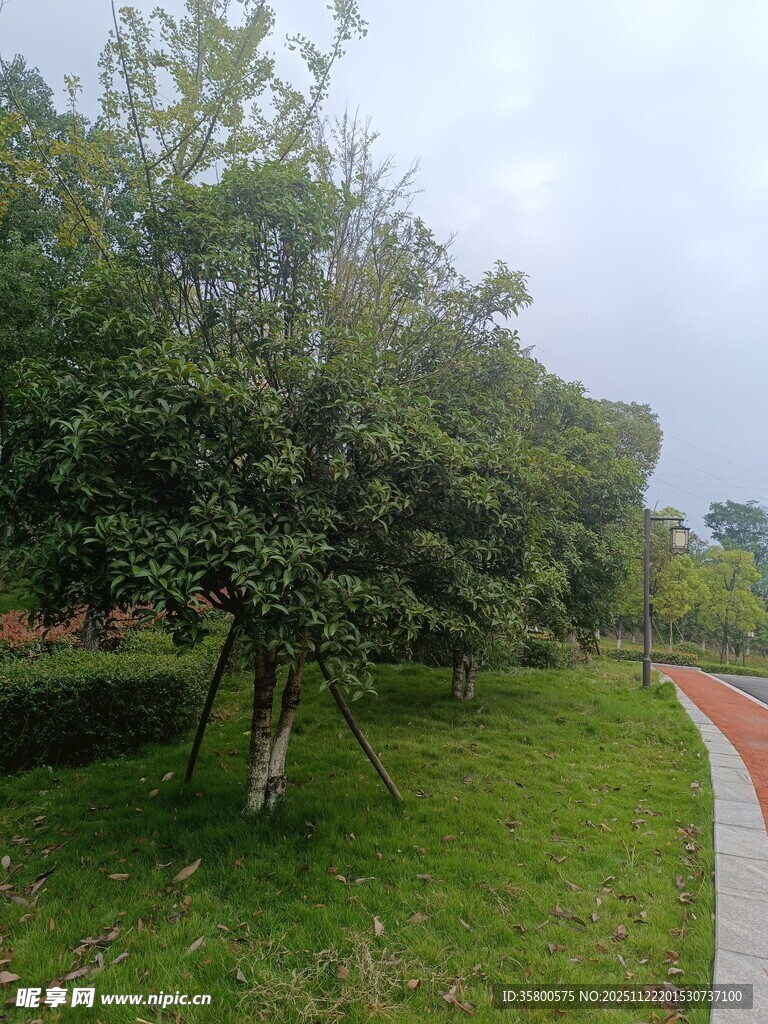 公园绿意盎然的树木小径