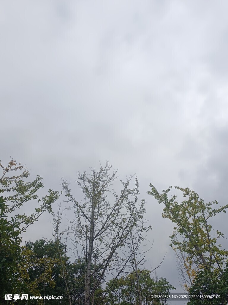 阴天中的树木景象