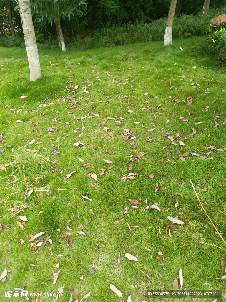 草地散落枯叶的自然景象