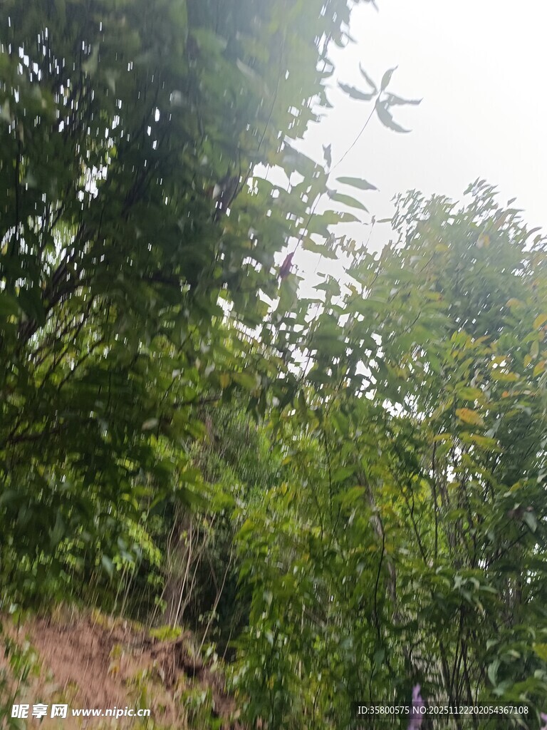 繁茂绿树间的自然景致