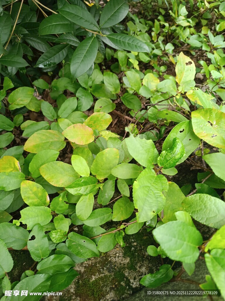 翠绿繁茂的地面绿植景观