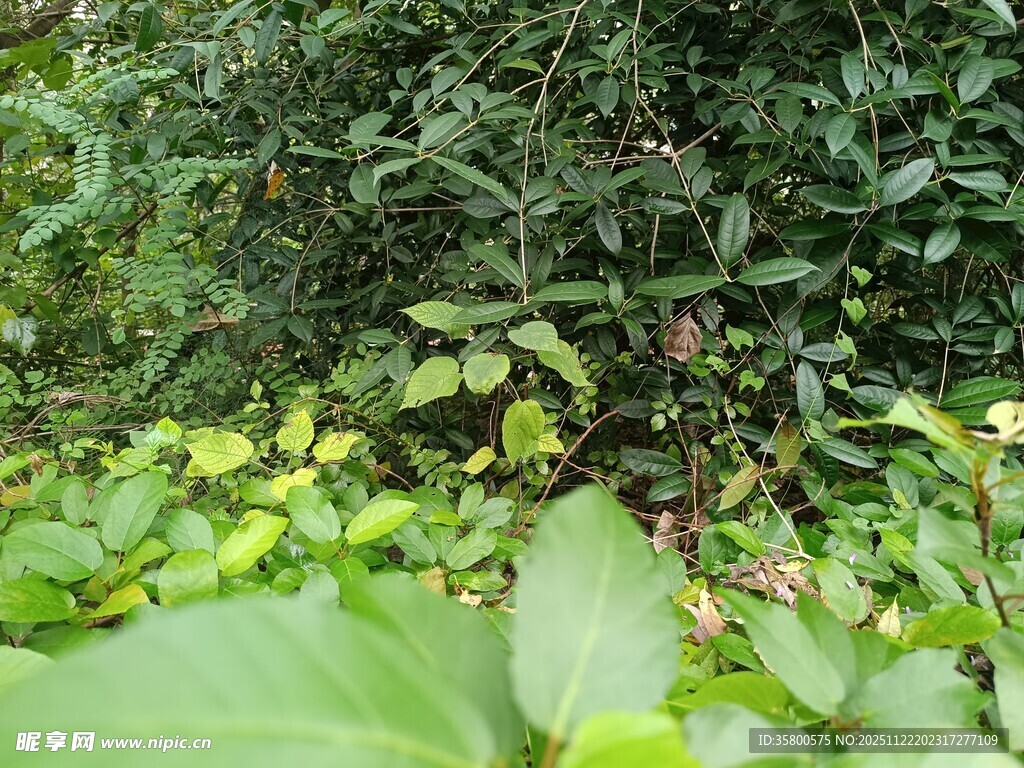 繁茂绿植景观