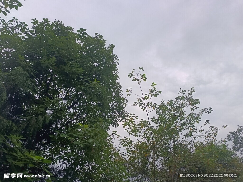 阴天中的葱郁树木