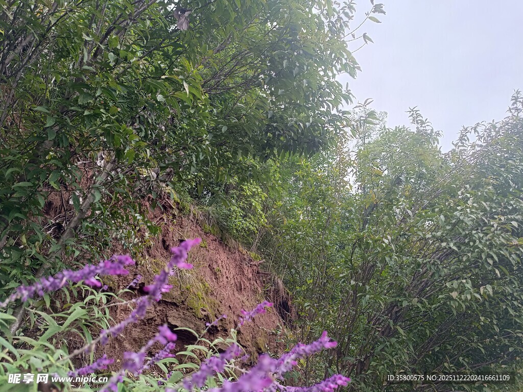 山间紫色花卉与绿植景观