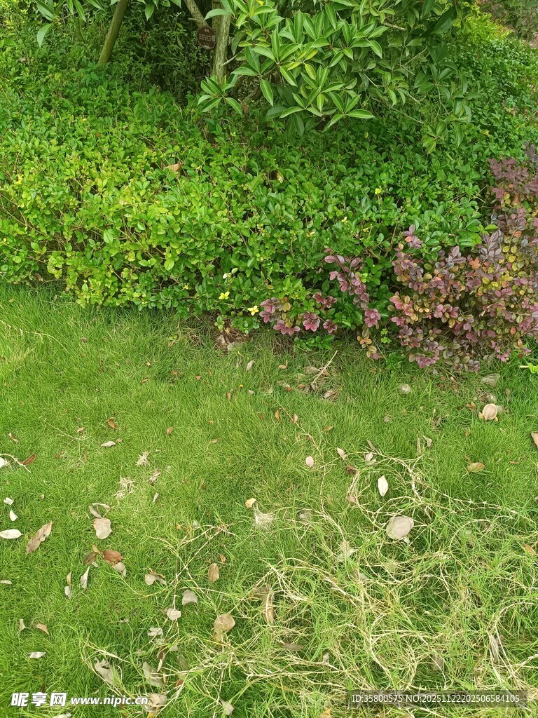 绿意盎然的草地与植被