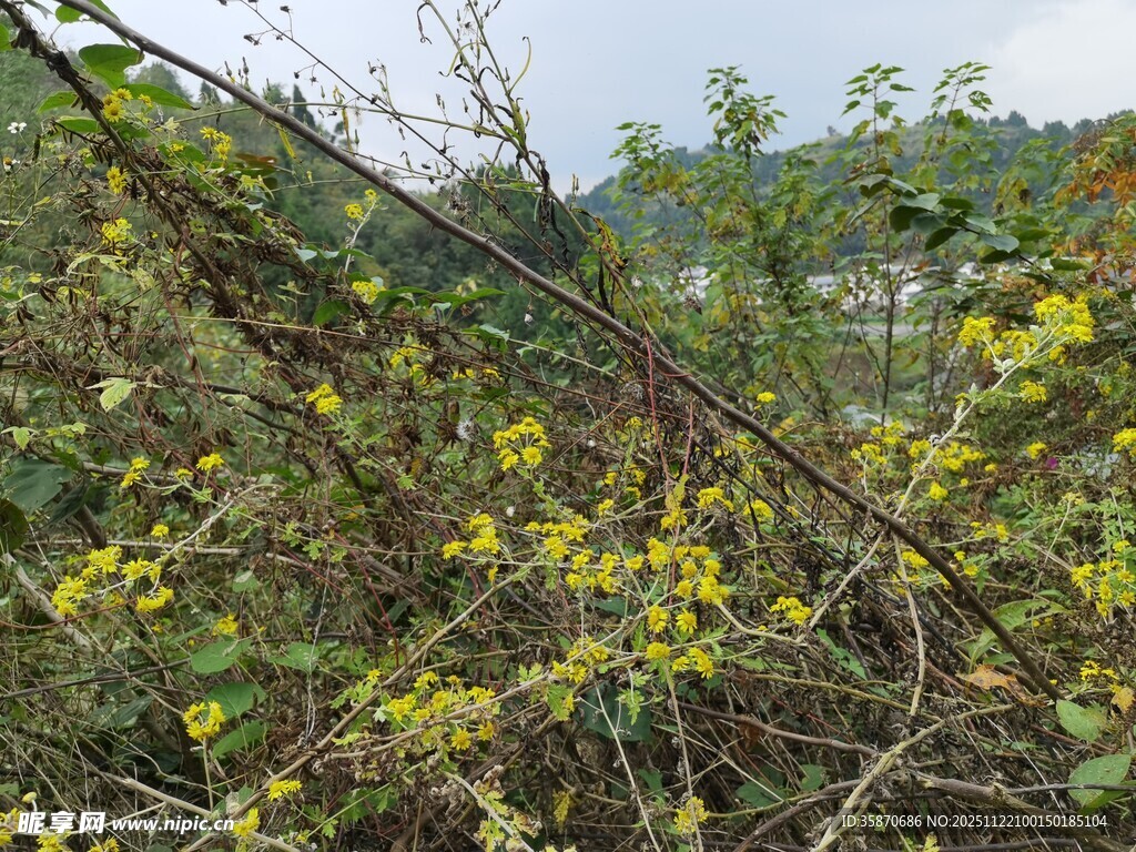 野外繁茂的黄色植物景观
