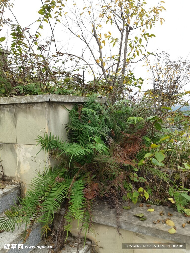 墙边绿植生机盎然