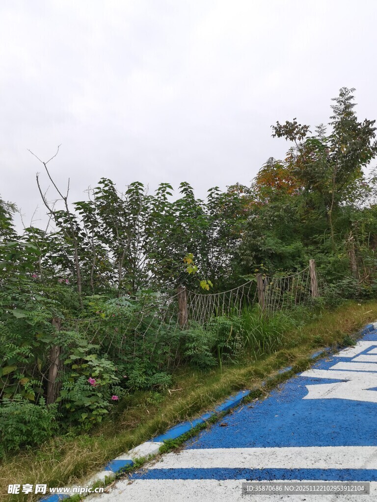 蓝白路面旁的绿植景观