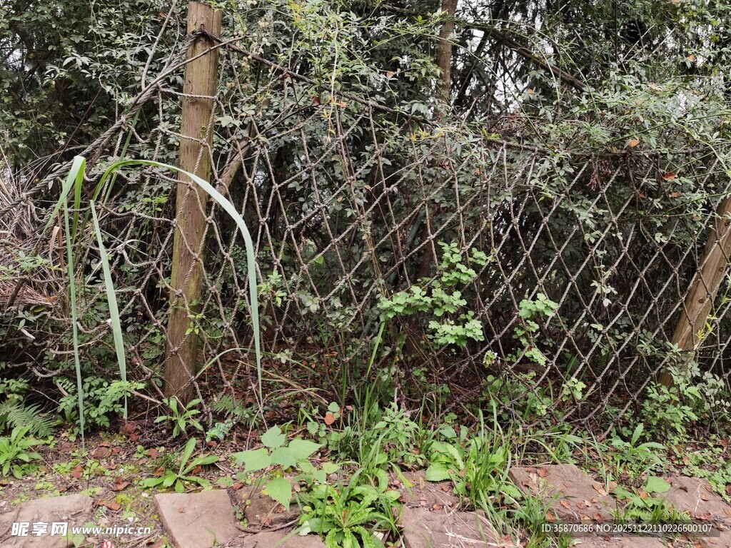 老旧围栏旁的蔓藤与杂草