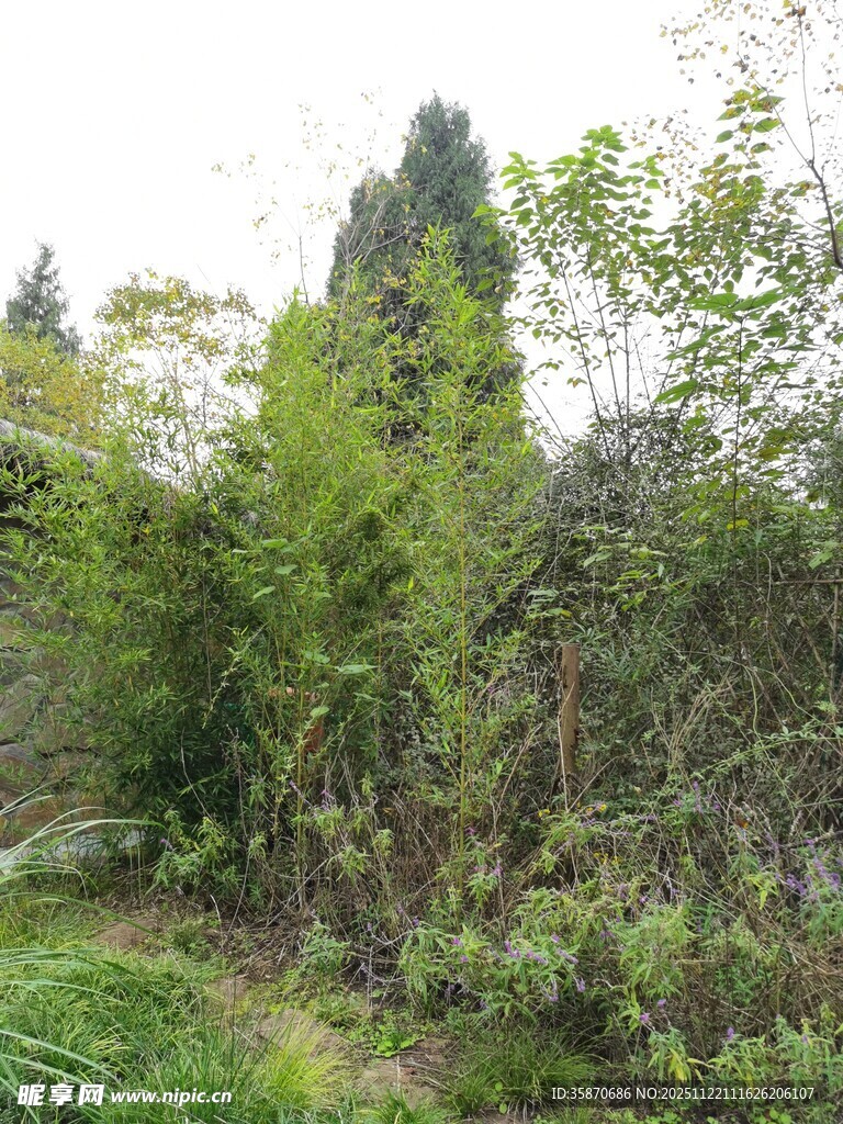 林间葱郁竹子景观