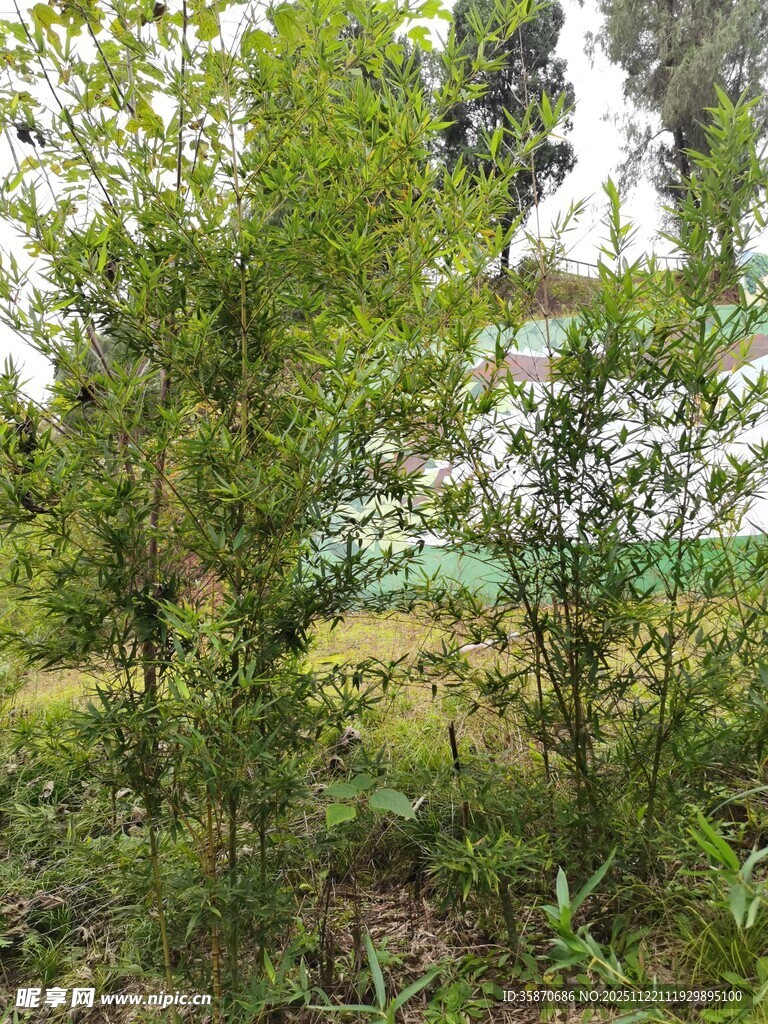 绿意盎然的野外植物景观