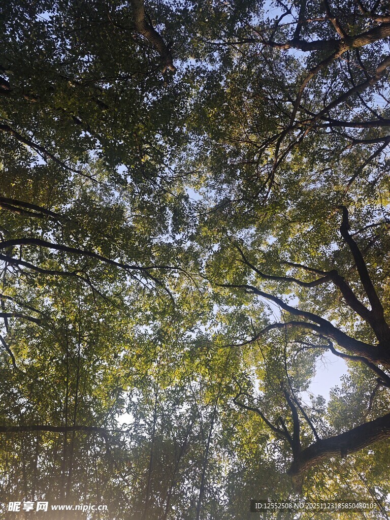 仰视茂密树林树冠景象