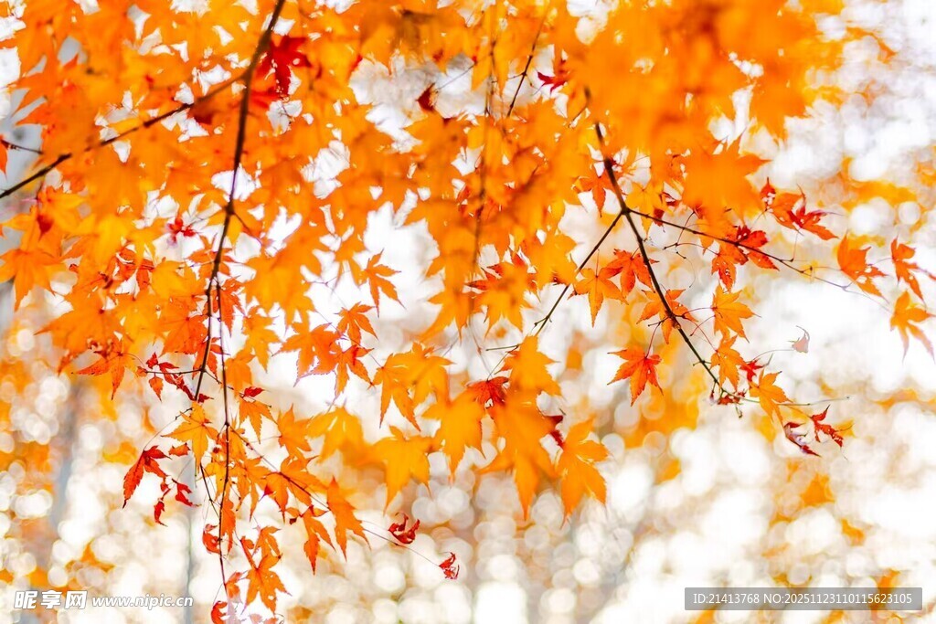 秋日绚烂枫叶枝头绽放