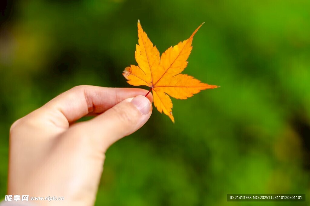 手托枫叶尽显秋之韵味
