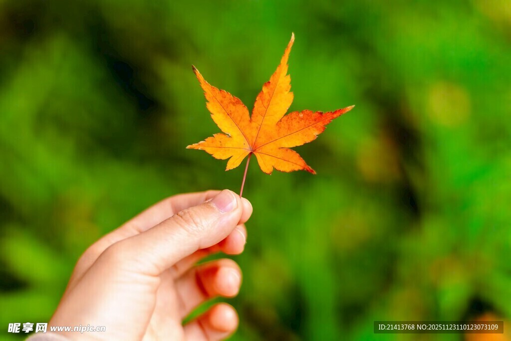 手擎枫叶赏秋景