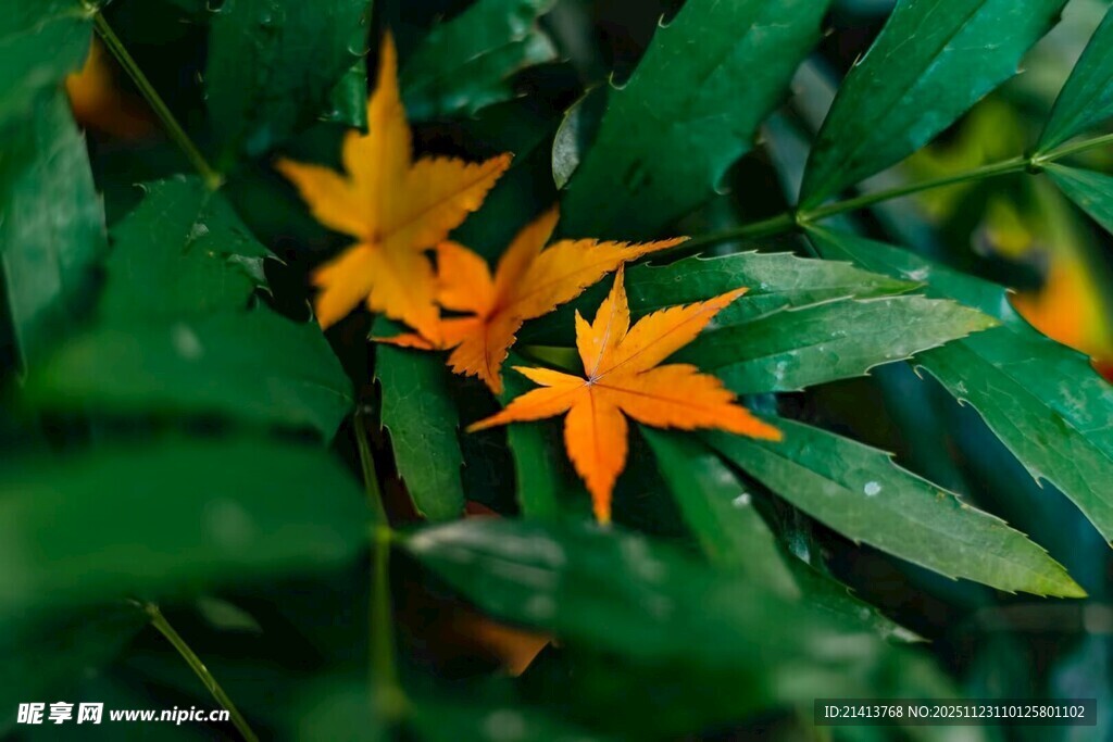 橙黄五角星状花朵与绿叶