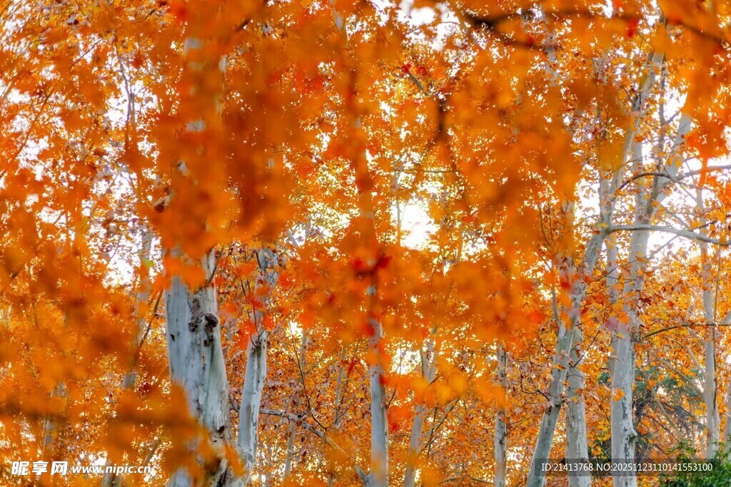 秋日绚烂树林美景