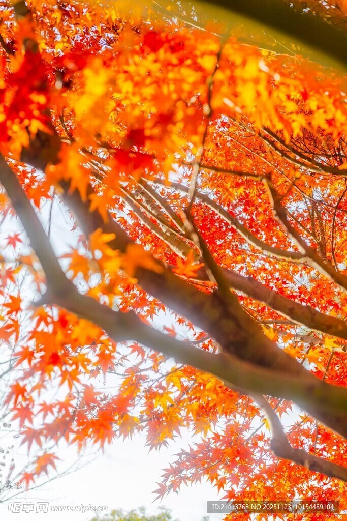 秋日红枫树枝美景