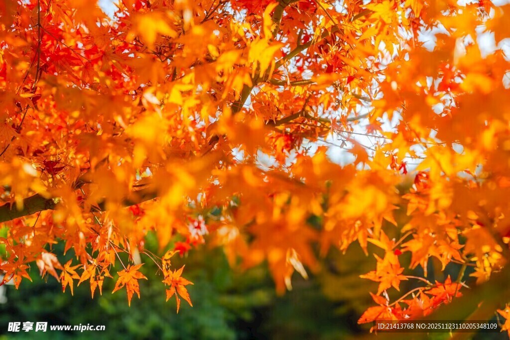 秋日绚烂枫叶美景