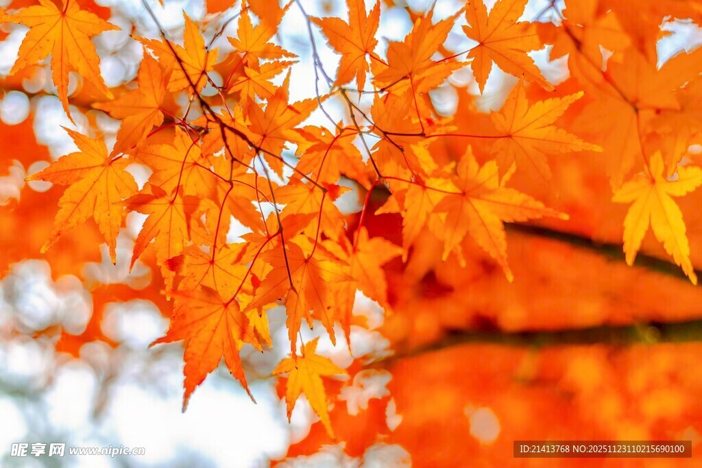 秋日枫叶枝头绚烂景象