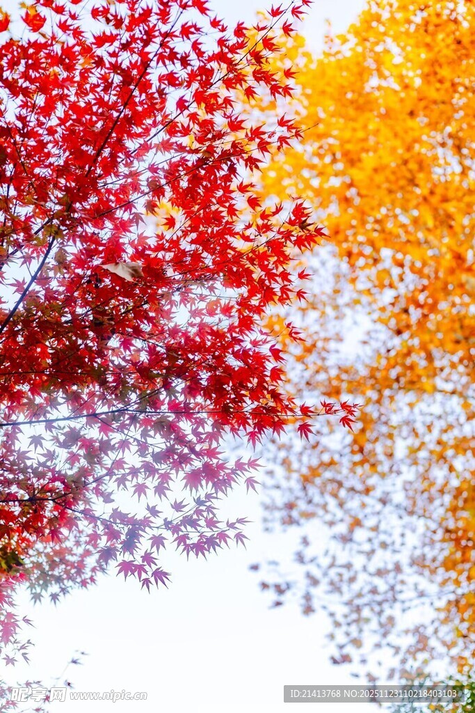 秋日多彩树叶美景