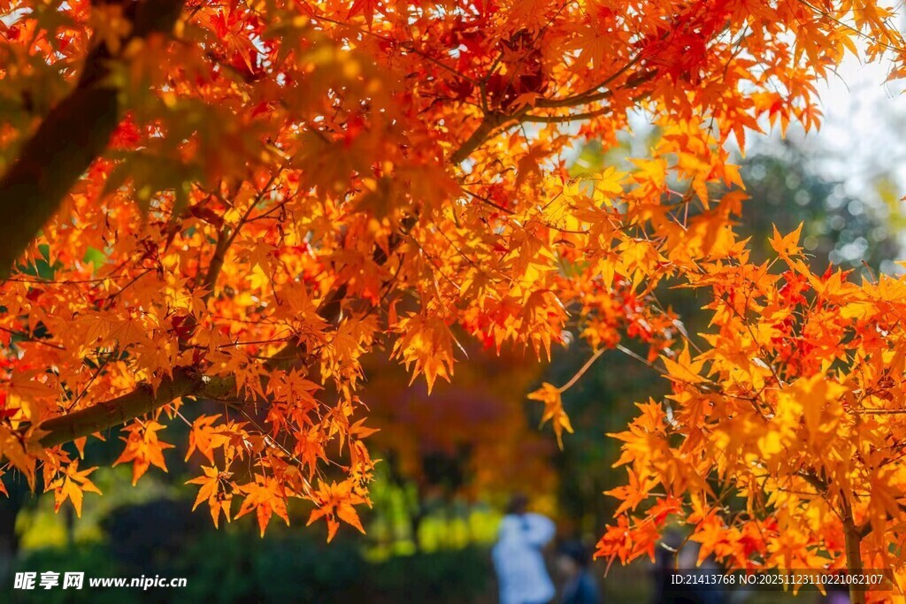秋日绚烂枫叶景观