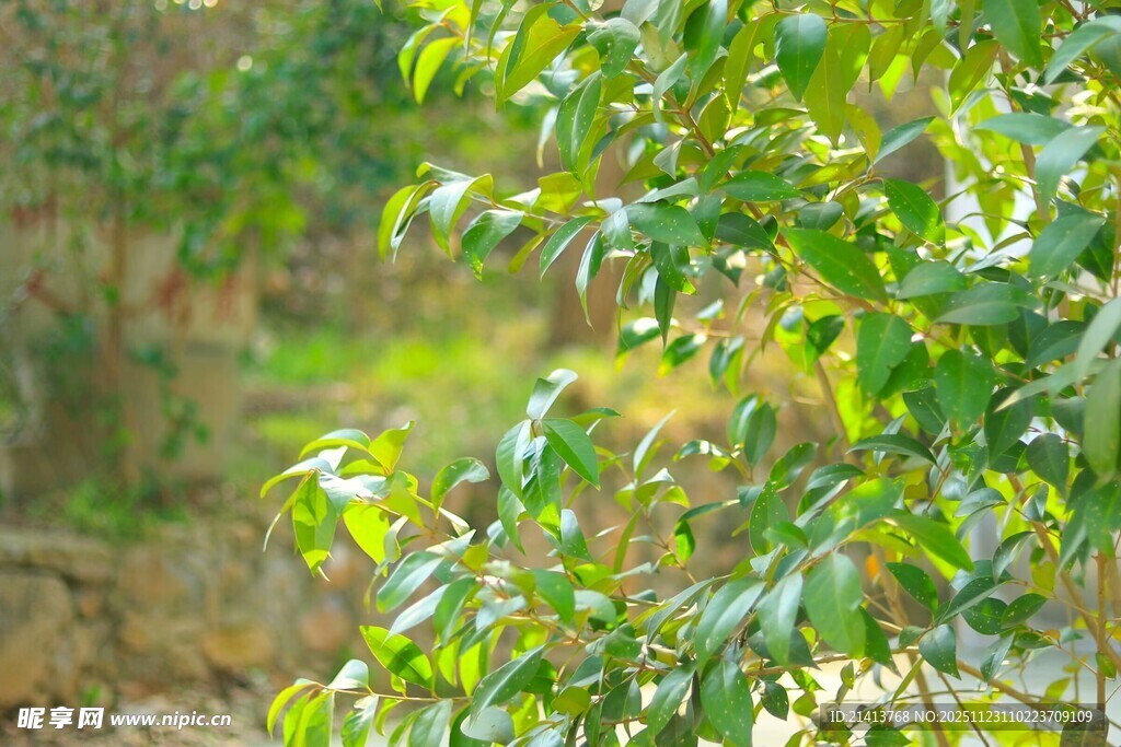 翠绿枝叶展现自然生机