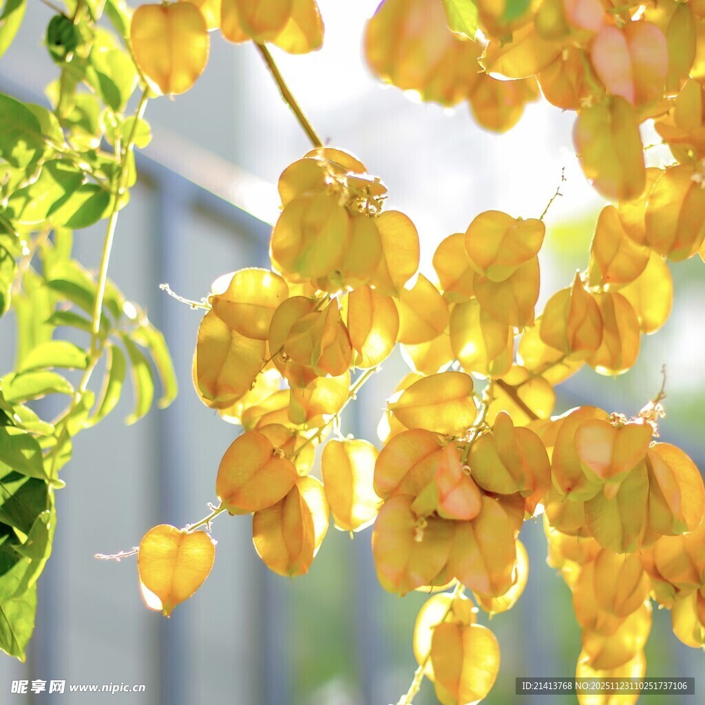 金黄藤蔓花朵垂挂美景