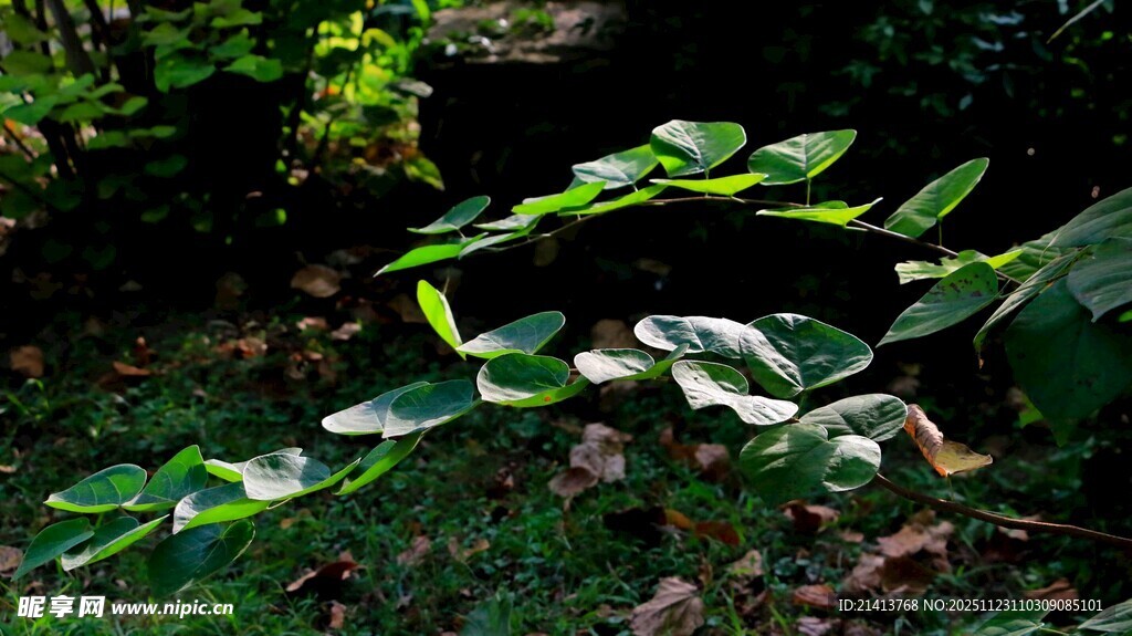 绿叶藤蔓于林间舒展