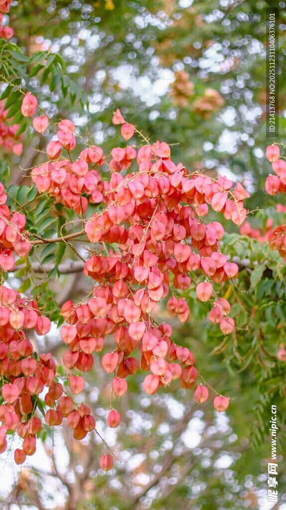 枝头艳红花朵绽放