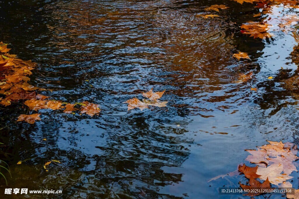 秋日水面漂浮的斑斓落叶
