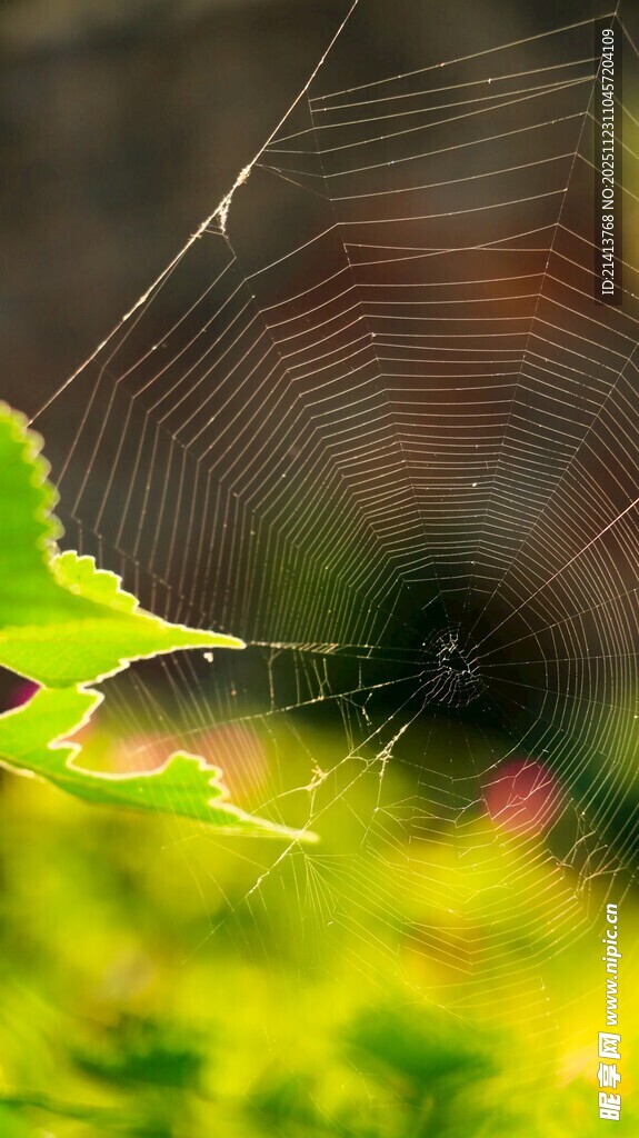 蛛网与绿叶的微观景致