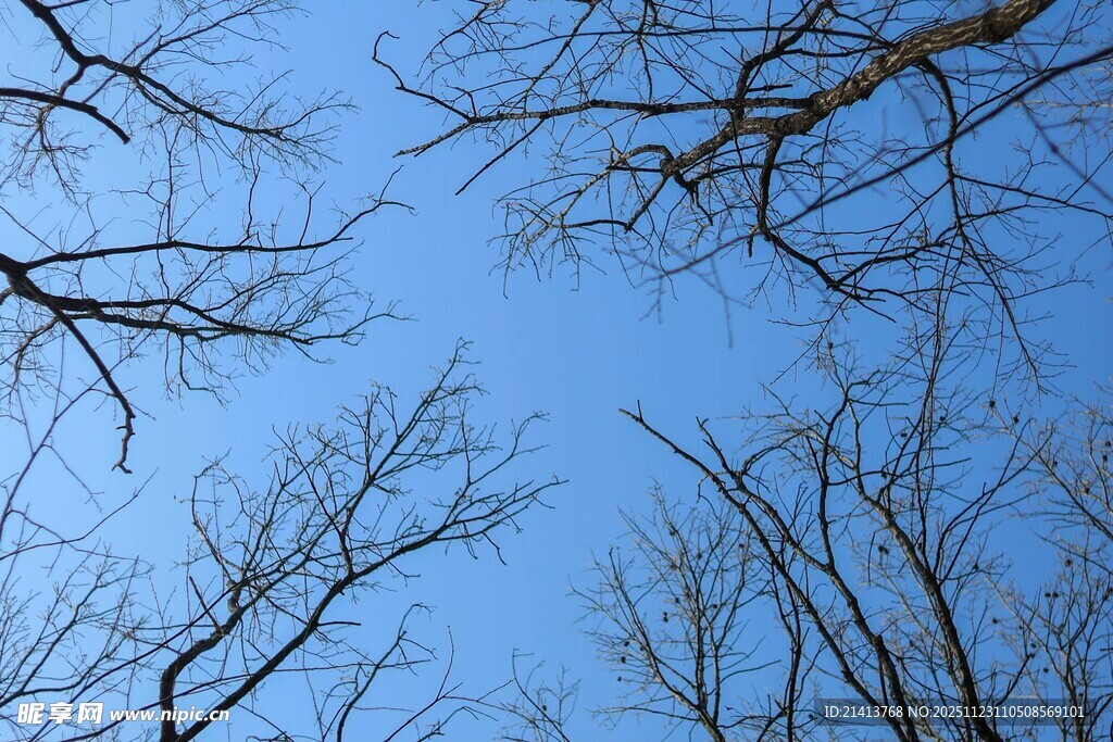 蓝天映衬下的光秃树枝