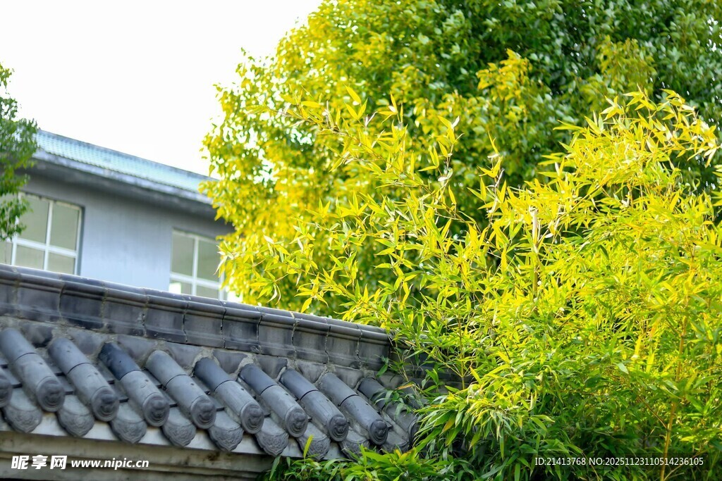 中式屋檐旁的葱郁绿树