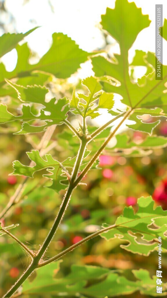 嫩绿枝叶展现自然生机