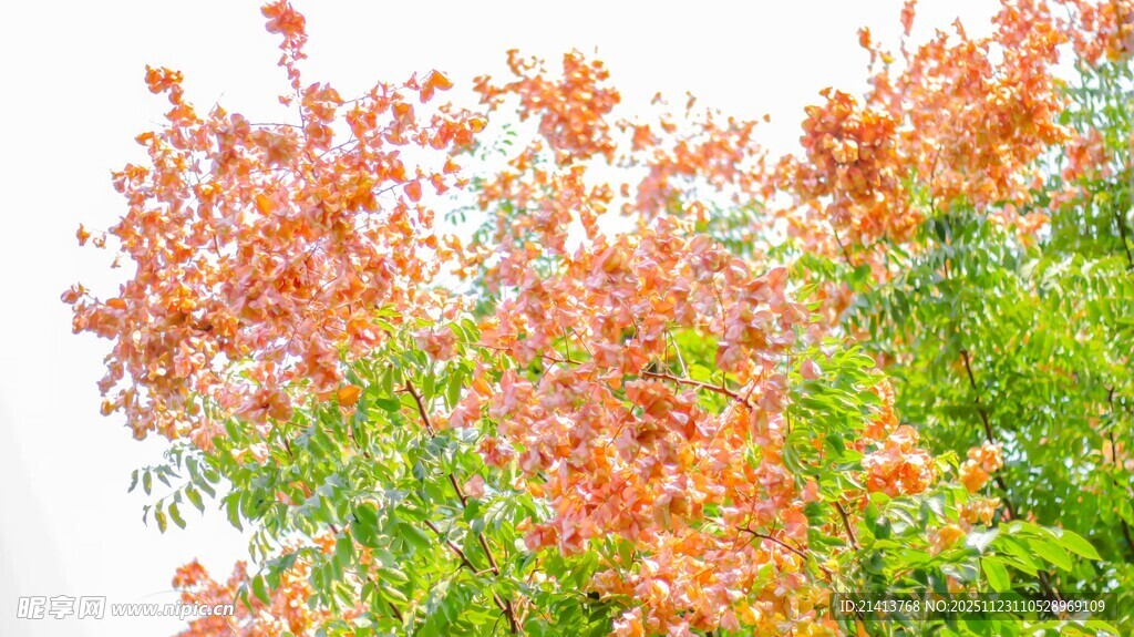 枝头绚烂花朵绽放