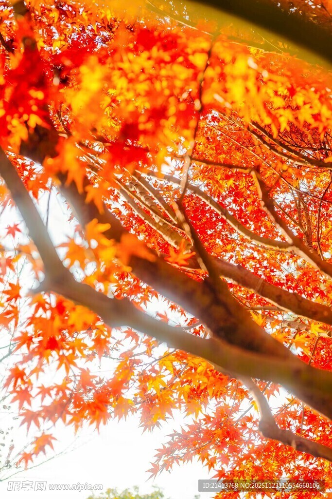秋日红枫树枝美景