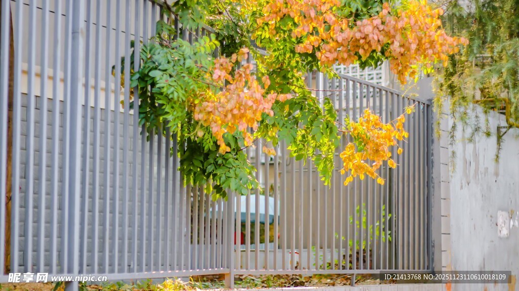 秋日藤蔓攀附金属围栏