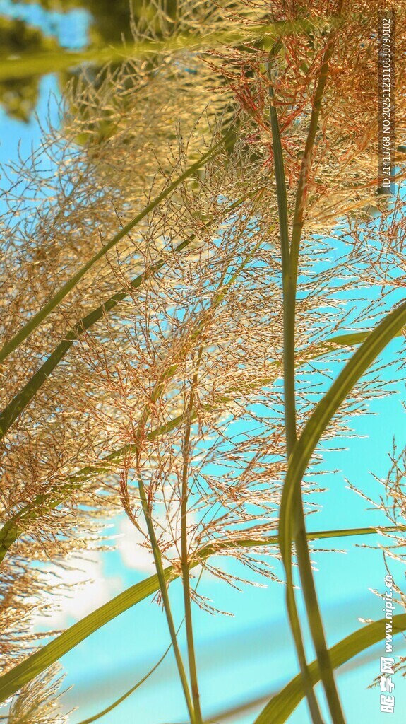 秋日蓝天映金黄树木