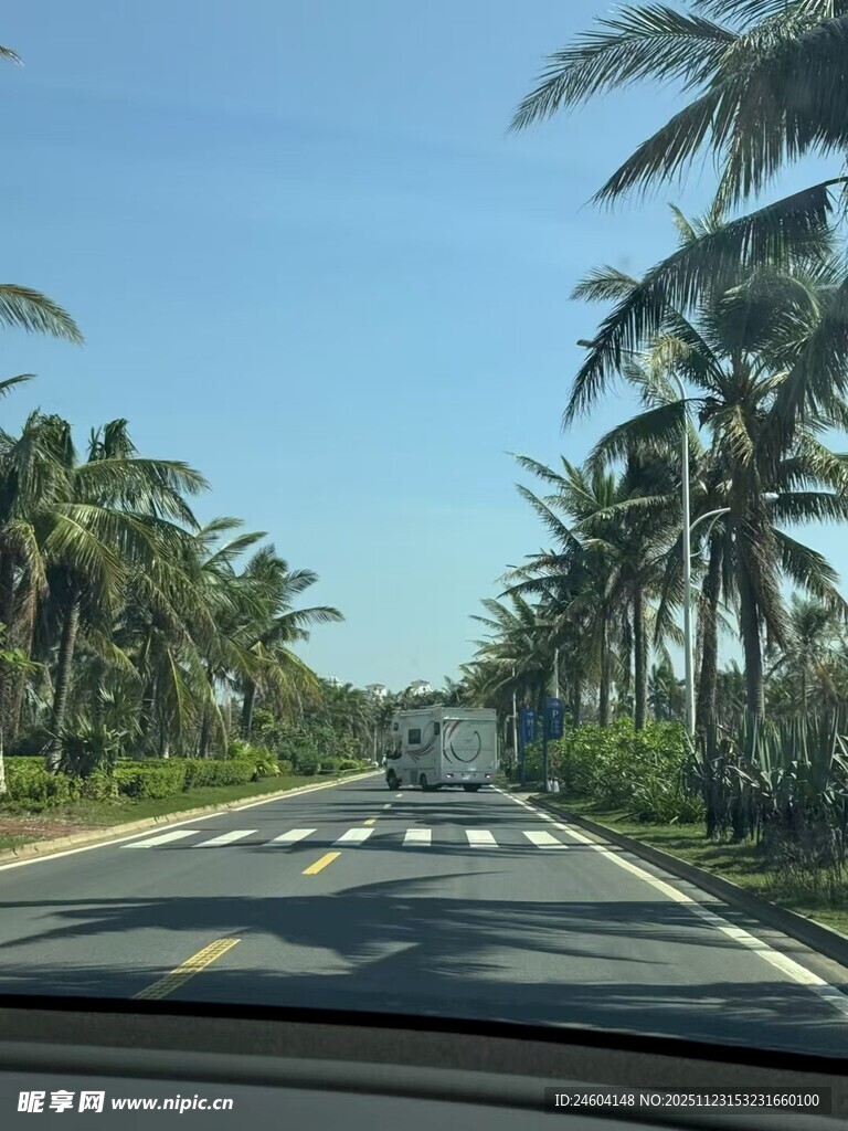 公路上的椰林风景