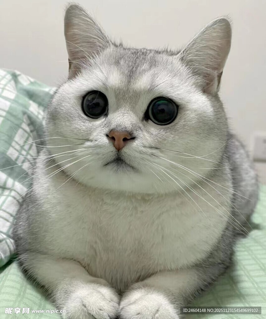 银渐层猫咪可爱趴卧