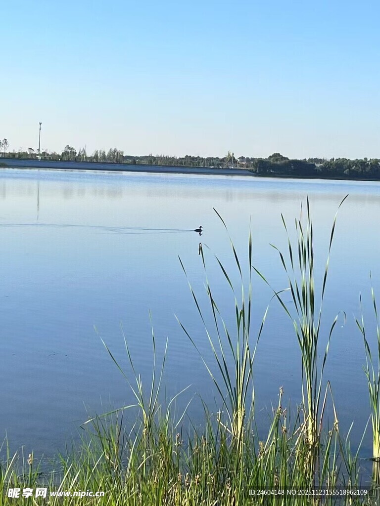 宁静湖畔的水草景致