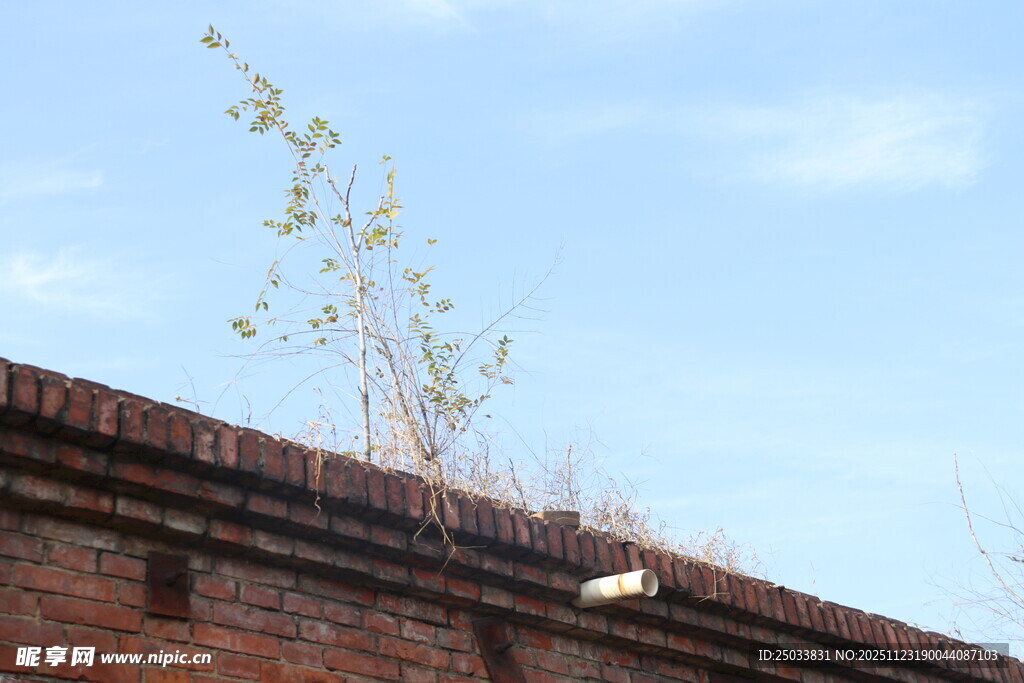 砖墙上生长的顽强绿植