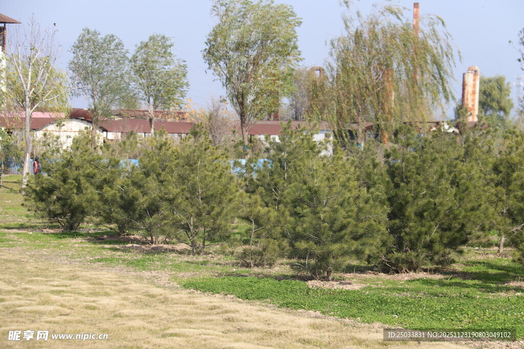 整齐排列的苗木景观