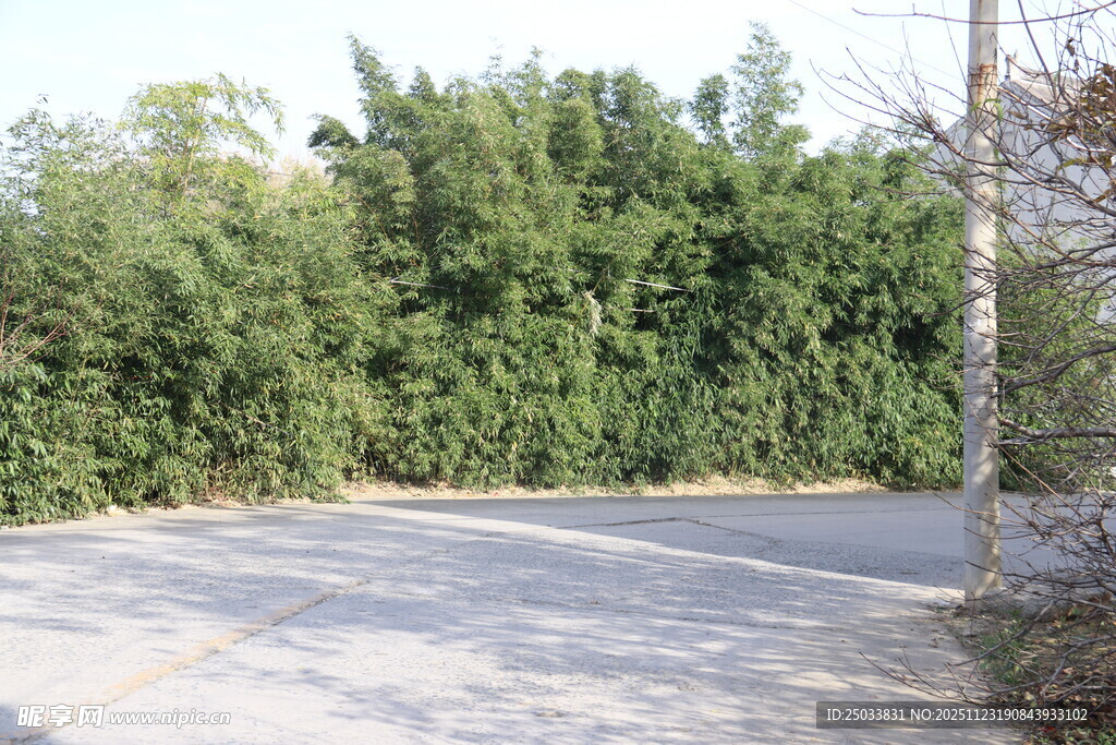 乡村空旷道路旁的葱郁竹林