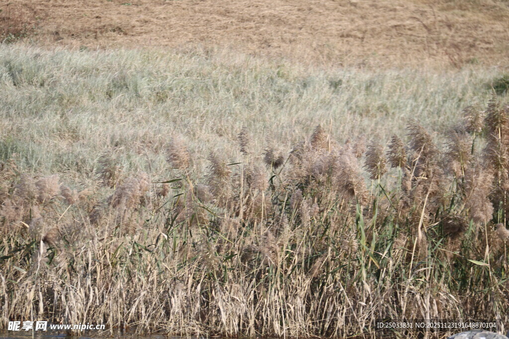 秋日芦苇荡景色