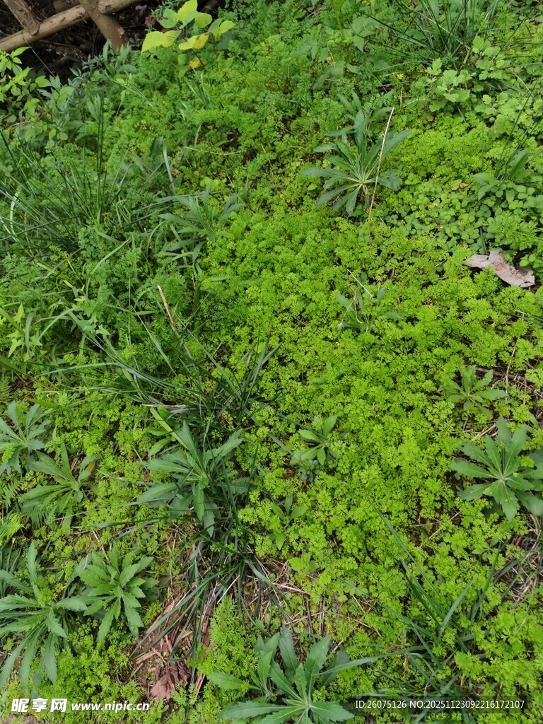 繁茂绿植景观