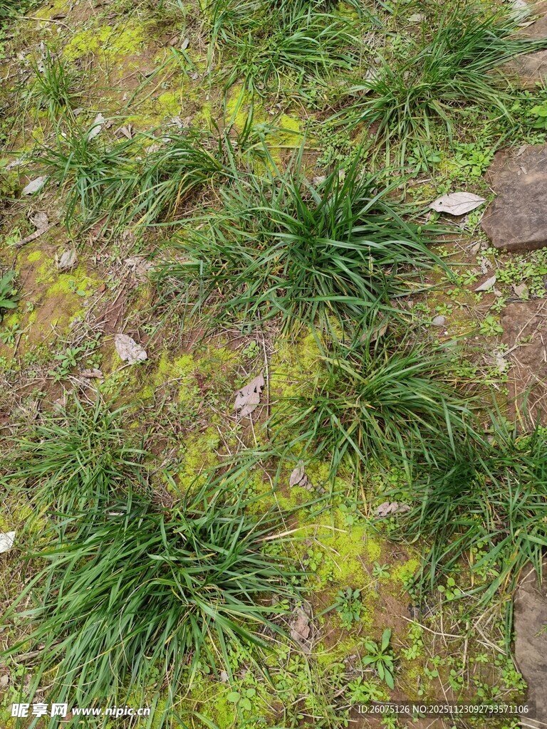 地面上生长的嫩绿小草