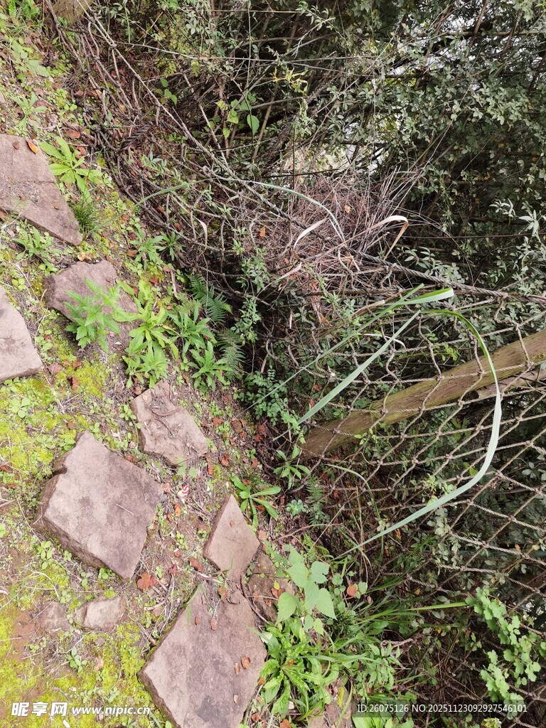 石径旁的绿植与木杆