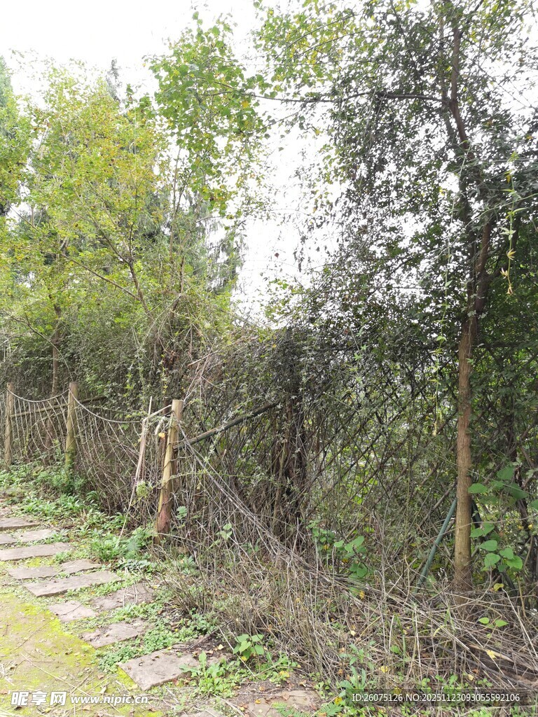 乡村小径旁的绿植与围栏